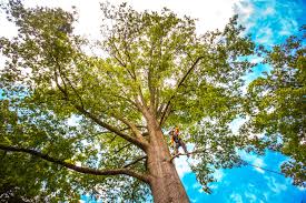 Best Tree Maintenance Programs  in Englishtown, NJ