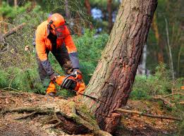 Best Lawn Disease Treatment  in Englishtown, NJ