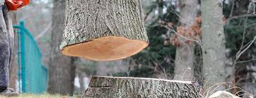 Best Tree Health Inspection  in Englishtown, NJ