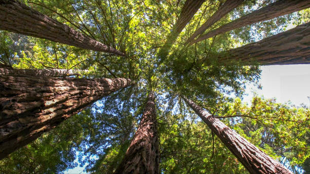 Best Tree Cabling and Bracing  in Englishtown, NJ