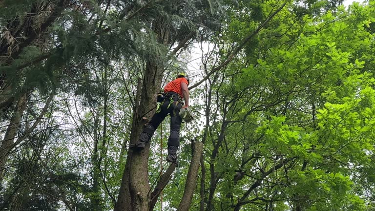 Best Storm Damage Tree Cleanup  in Englishtown, NJ