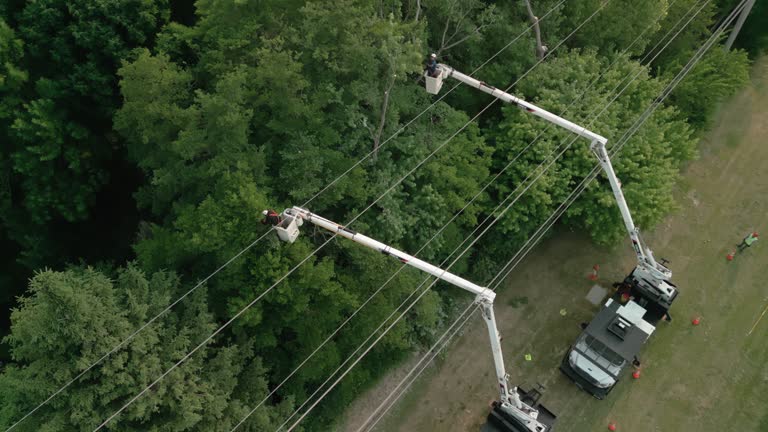 Best Hazardous Tree Removal  in Englishtown, NJ