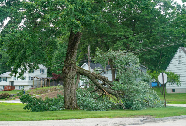 Best Tree Disease Treatment  in Englishtown, NJ