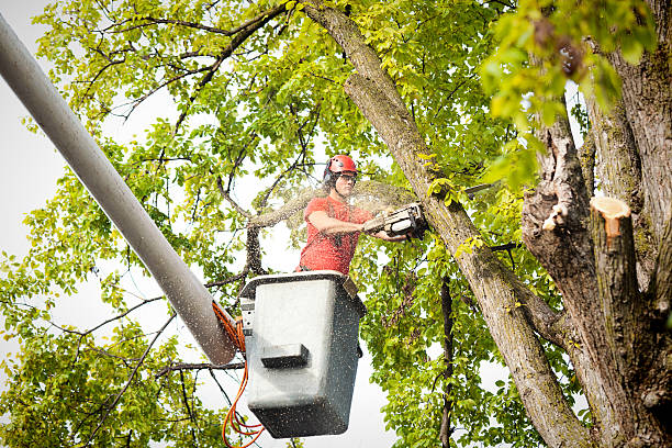 Best Tree and Shrub Care  in Englishtown, NJ