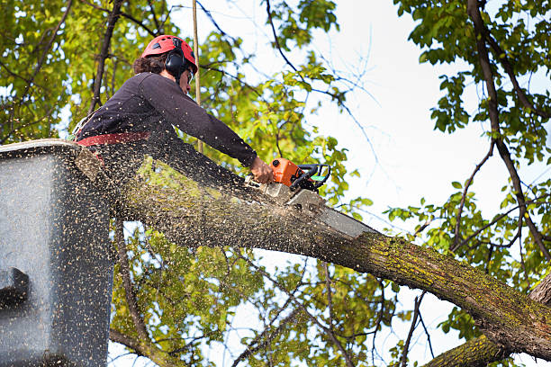 Best Lawn Irrigation Installation and Maintenance  in Englishtown, NJ
